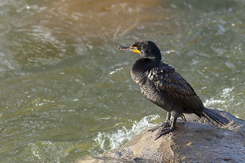 Cormorant on the Truckee River in Reno, Nevada