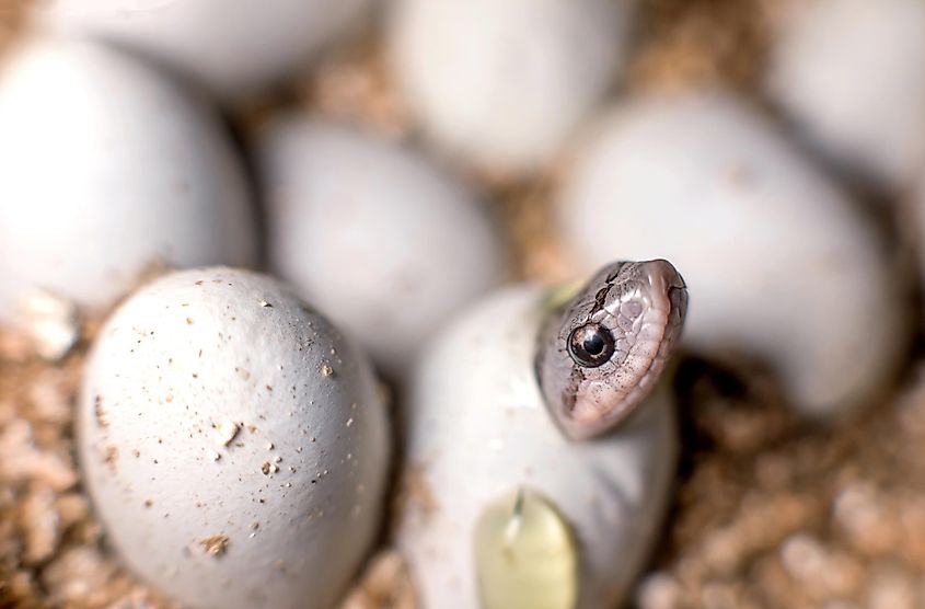 A hognosed snake hatching from an egg.