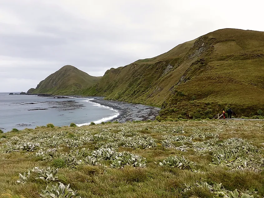 Macquarie Island