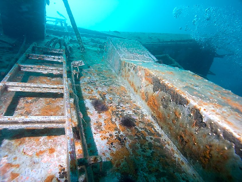 Marine growth on Oriskany’s submerged structure, photographed in 2008