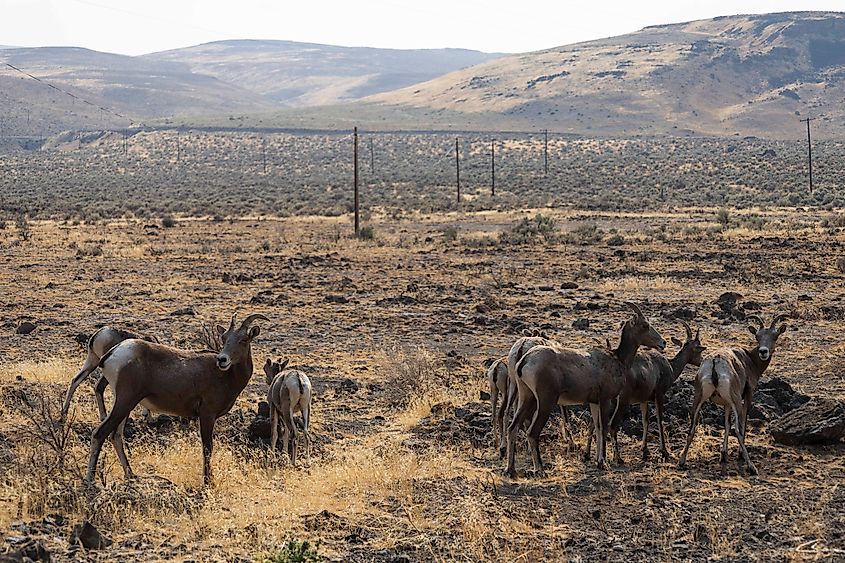 One of many herds of bighorn sheep that frequent Ginkgo Petrified Forest State Park. Photo credit: Brendan Cane