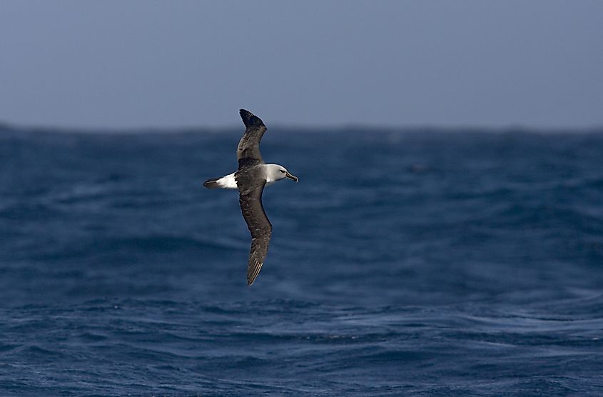 Grey-headed Albatross (Thalassarche chrysostoma) in flight in the southern Atlantic ocean.