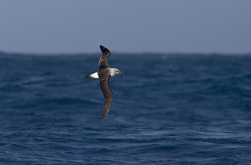 A grey-headed Albatross in flight in the southern Atlantic Ocean.