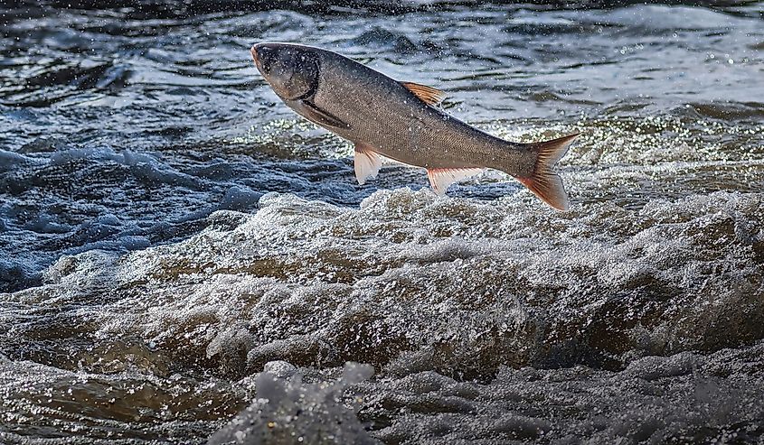 Invasive asian carp jumping out of the water