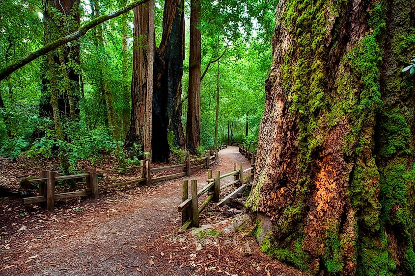 A path through the giant redwoods of the Big Basin Redwoods State Park, California.