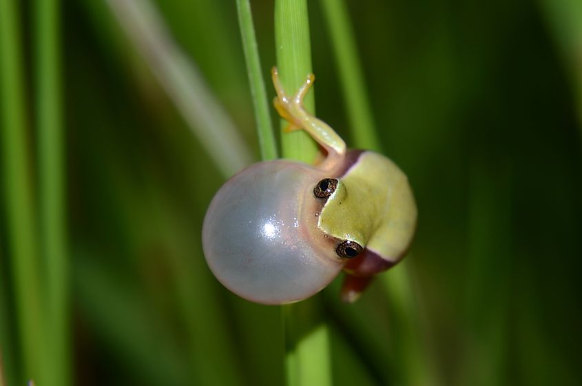 Cerrado wildlife