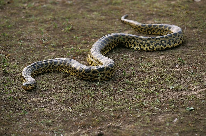 A green anaconda slithering through grass.