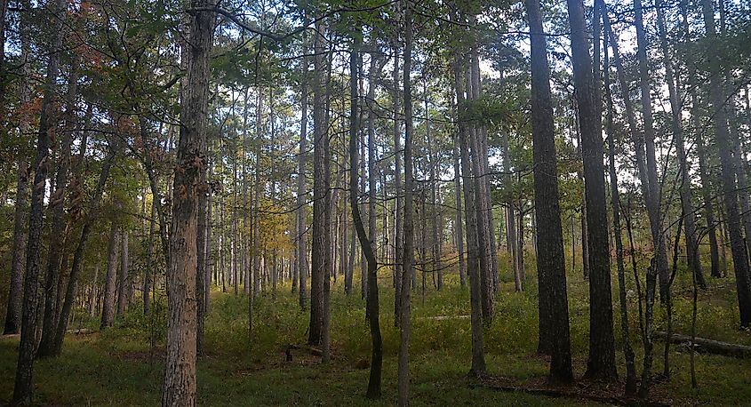 Angelina National Forest