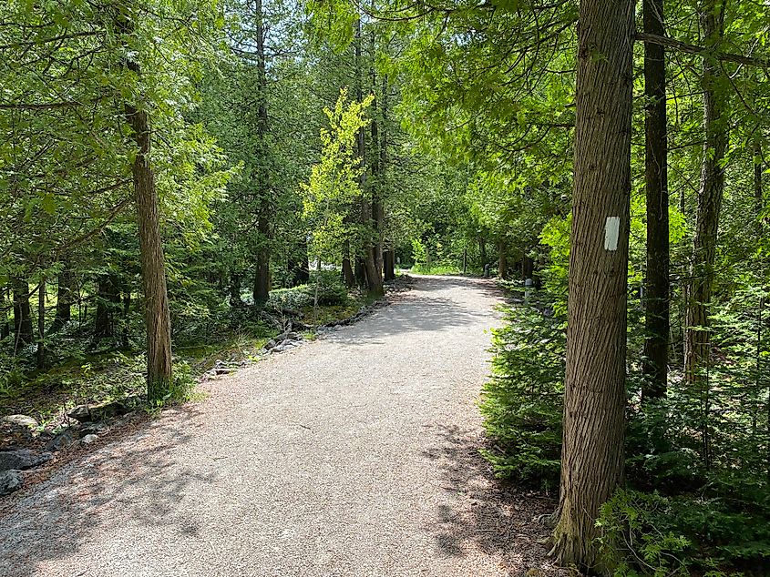 A white rectangular marking shows the way along a forested nature trail.