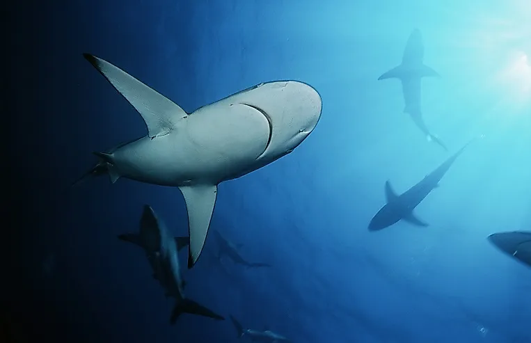 Blacktip sharks (pictured) dominate many of the Indian Ocean's shorelines, from Southeast Africa to India to Oceania.
