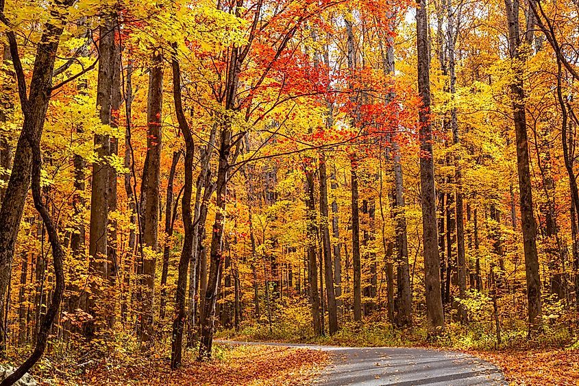 Hardwood forest in the Roaring Fork Motor Nature Trail showing the beautiful fall colors