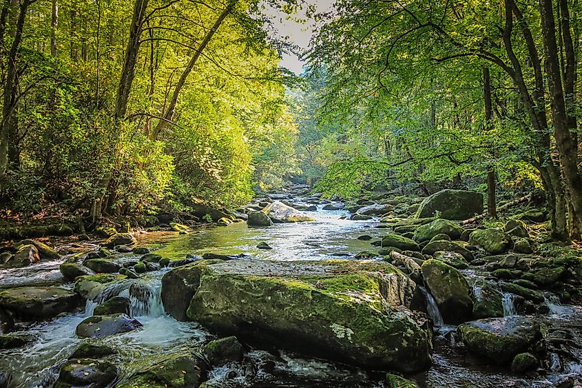 Stream Flowing through Woods.