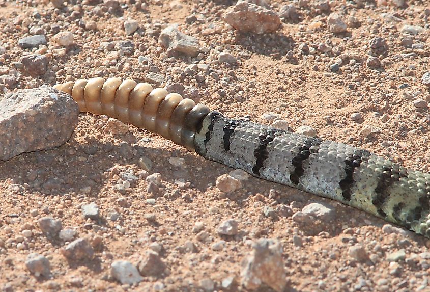 Rattle of a Mojave rattlesnake (Crotalus scutulatus), Hidalgo County, New Mexico