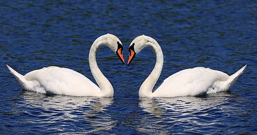 Mute swan couple floating on Ontario Lake, Canada