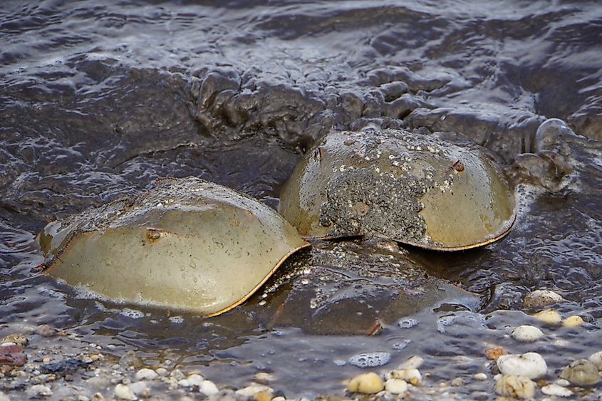 Horseshoe Crabs at Kitts Hummock, Delaware