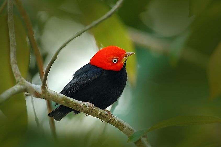 Red-capped manakins.