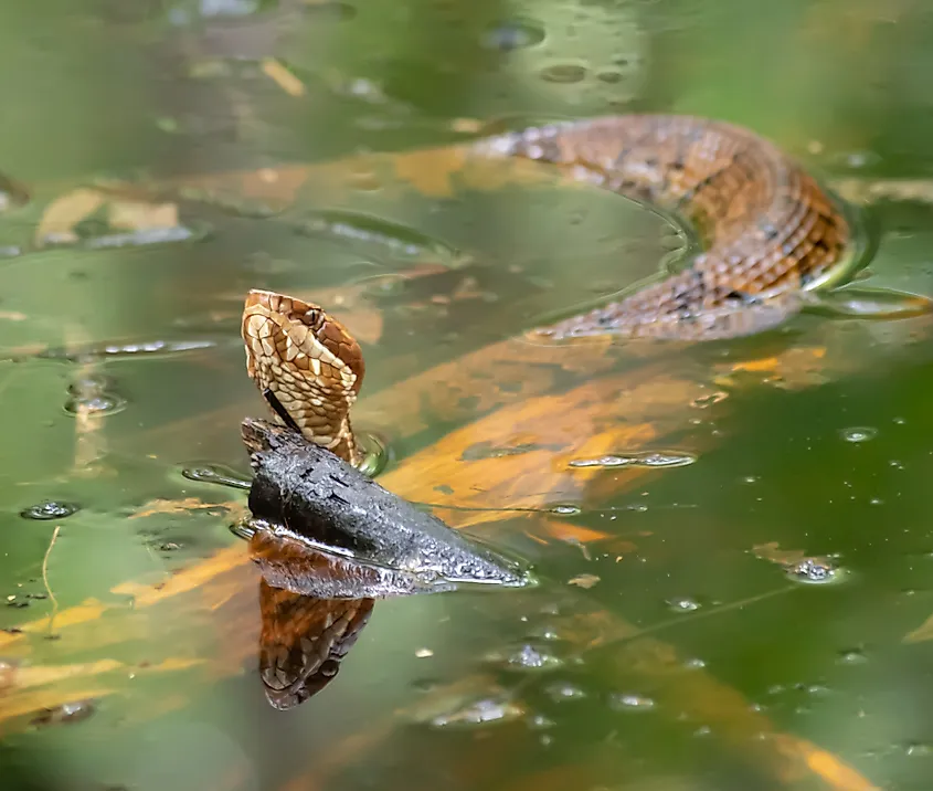 An Eastern copperhead swimming in the water.