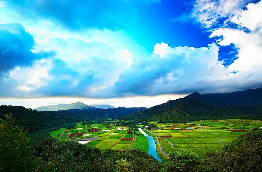 The Hanalei Valley Overlook with the Hanalei River flowing through taro fields in Kauai.