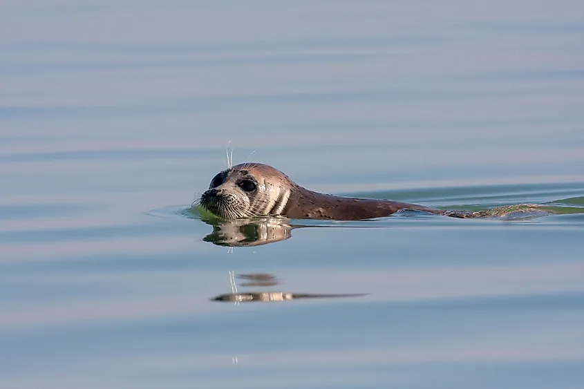 A Caspian seal in the Caspian Sea off the coast of Iran.