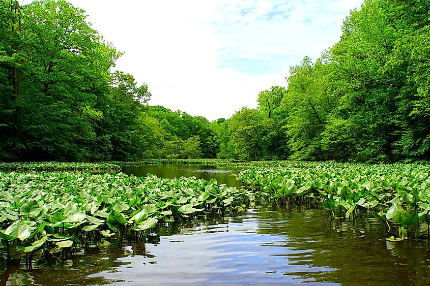 The view of the green trees and lily pads near Becks Pond, Newark, Delaware, U.S.A