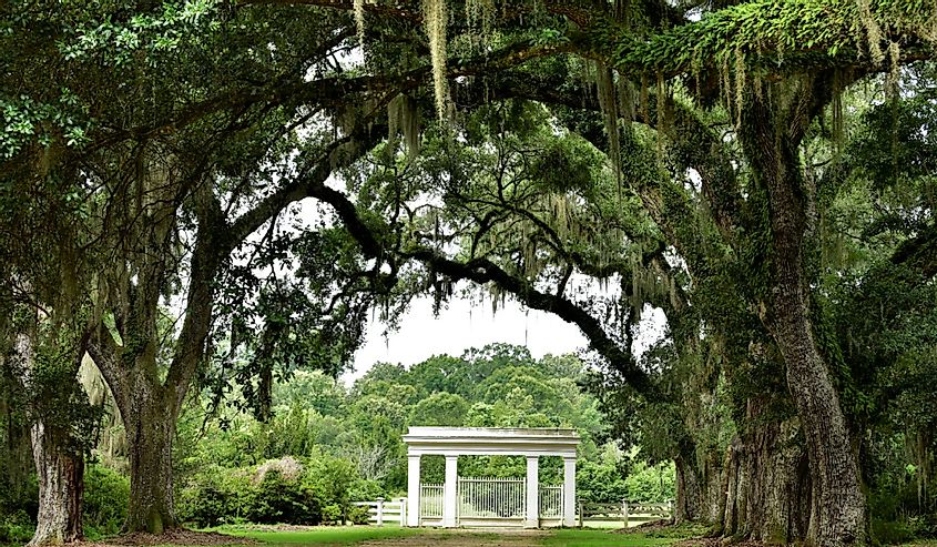 Canopy of Live Oak Branches over Entrance to Rosedown Plantation, State Historic Site, in St. Francisville, Louisiana