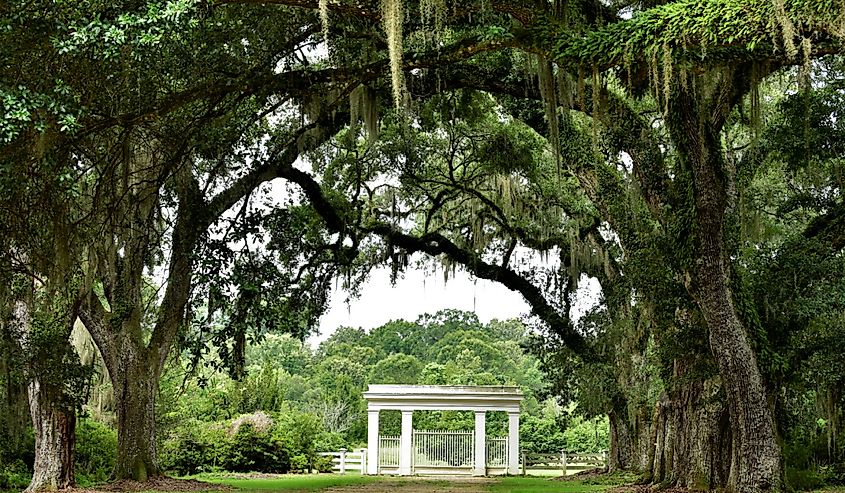 Canopy of Live Oak Branches over Entrance to Rosedown Plantation, State Historic Site, in St. Francisville, Louisiana