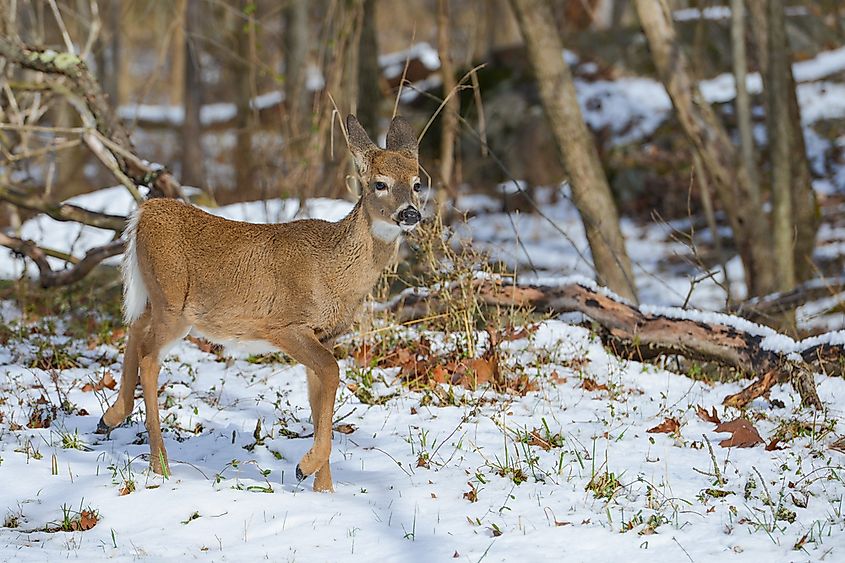 American white-tailed deer.