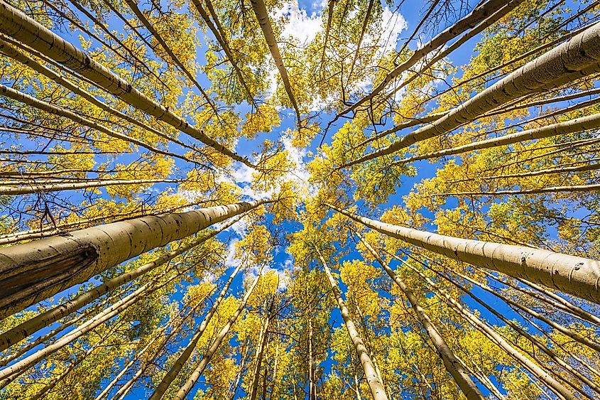 Alpine, Arizona, a stand of high altitude aspen have taken on thier autum colors.