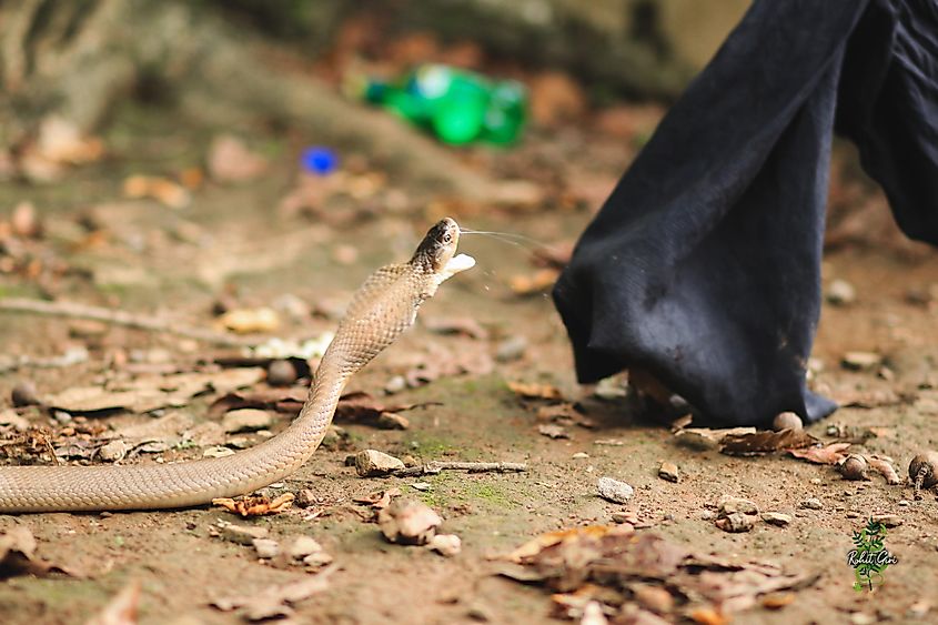 monocled cobra spitting venom