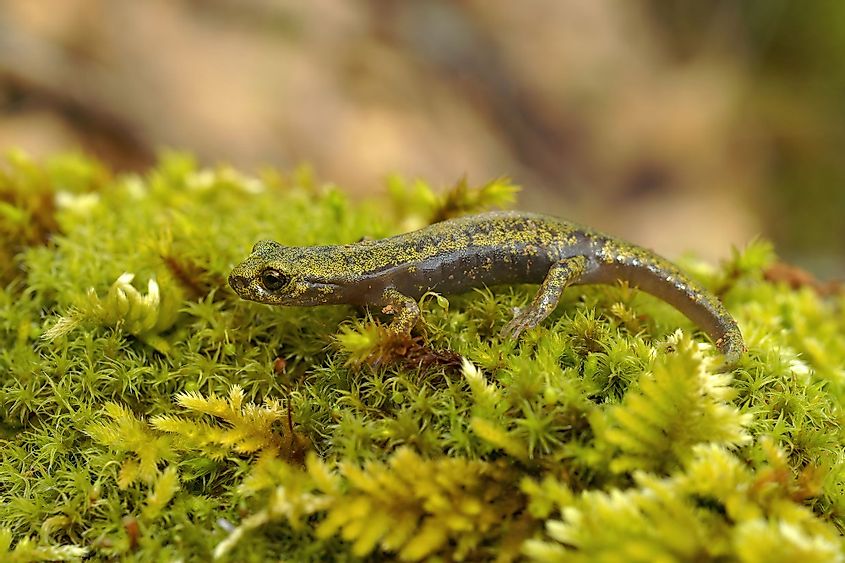 Closeup of a green juvenile endangered Limestone Salamander from the Merced River