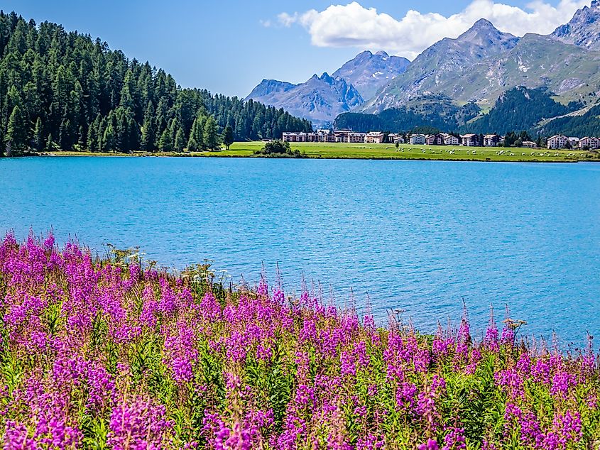 View of Sils-Maria with its beautiful flowers in Switzerland.