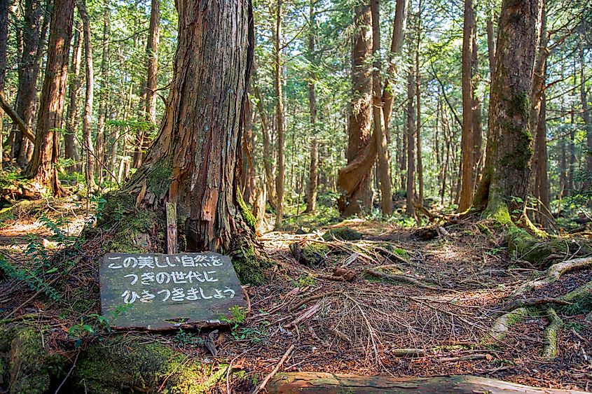 the mysterious forest of Aokigahara