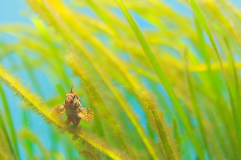 Eurasian water milfoil (Myriophyllum spicatum)