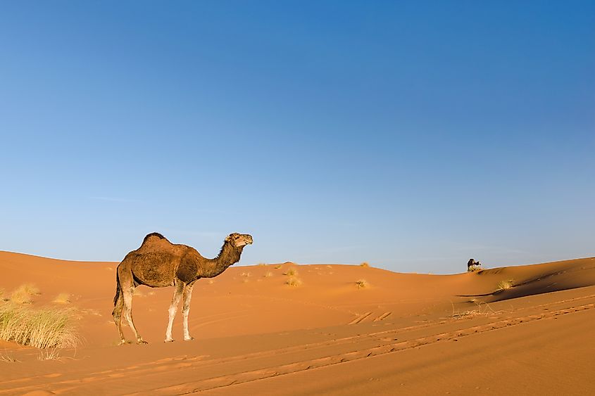 10 Interesting Facts About Camels - WorldAtlas
