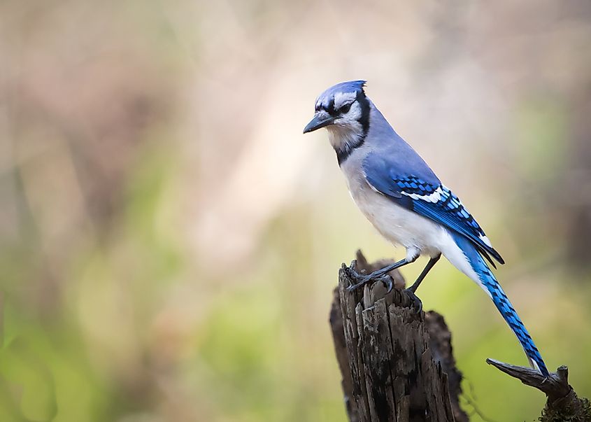 Blue Animals That Exist in Nature - WorldAtlas
