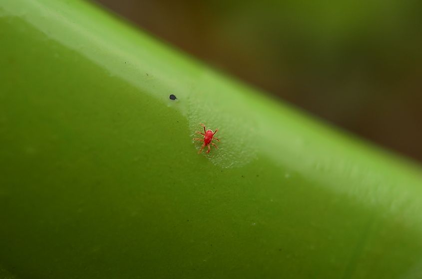 A magnified view of a tiny red chigger mite.