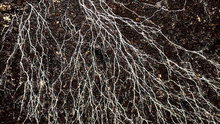 Mushroom Mycelium And Microorganisms Life in the Ground. 