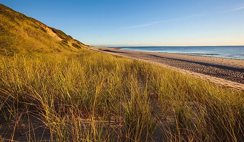 Dune grasses along the Great Island Trail, Wellfleet, Massachusetts.