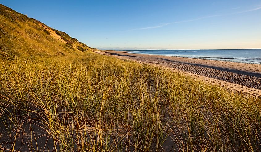 Dune grasses along the Great Island Trail, Wellfleet, Massachusetts.