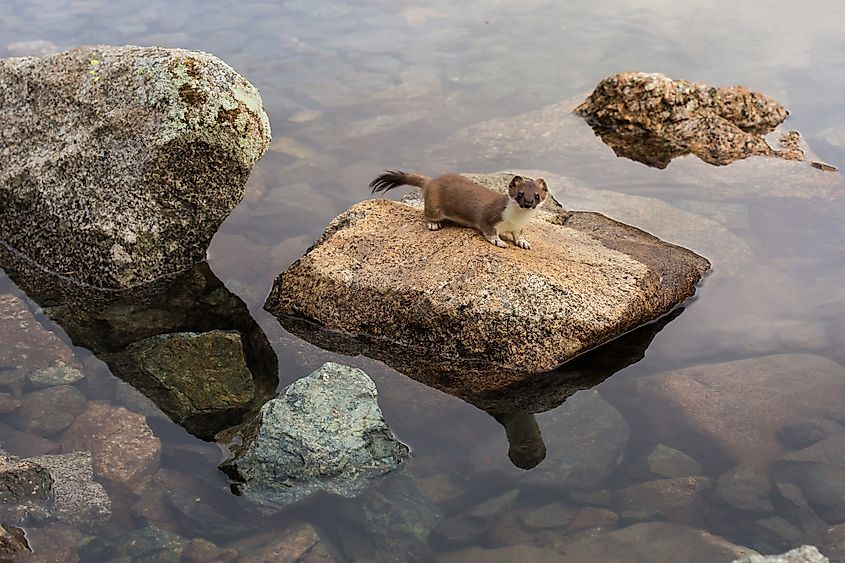 A stoat sitting on a stone in a mountain lake.