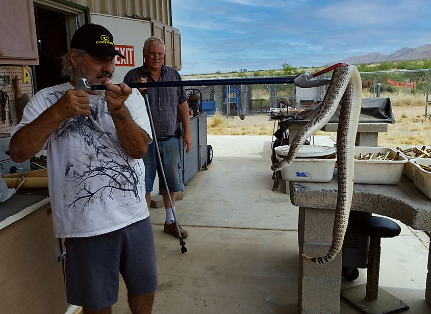 Diamondback rattlesnake rescue