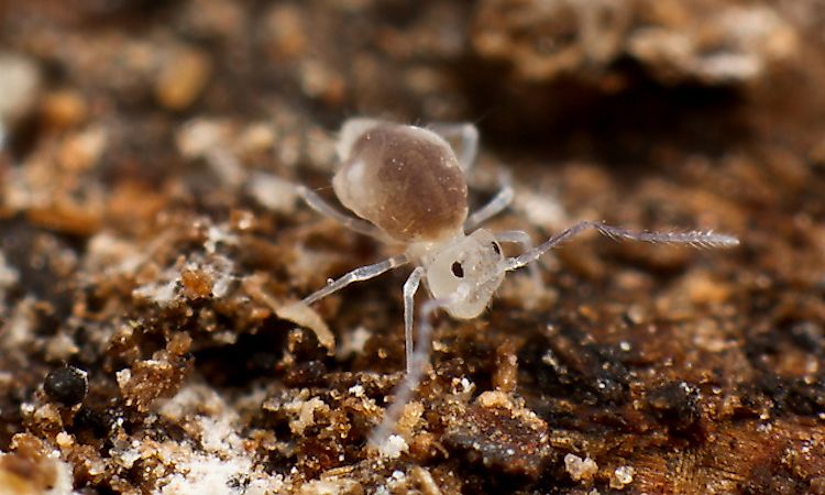 Animals That Live In Caves - WorldAtlas Animals That Live In Caves - WorldAtlas