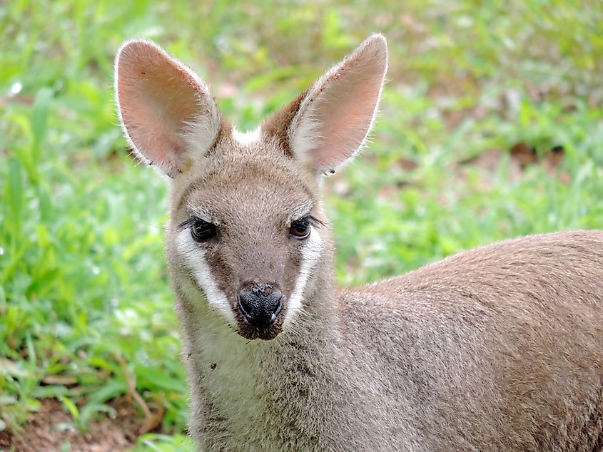 Kangaroo