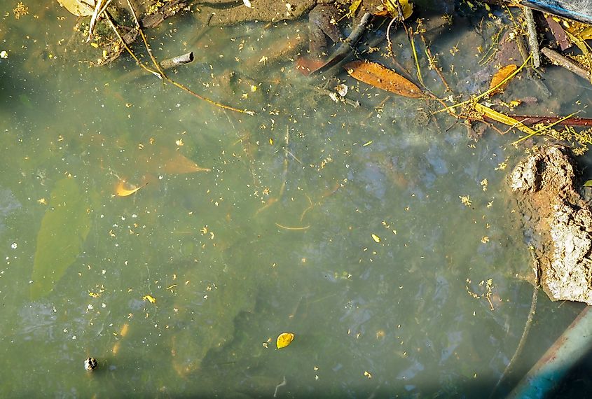 Water pollution in the park.