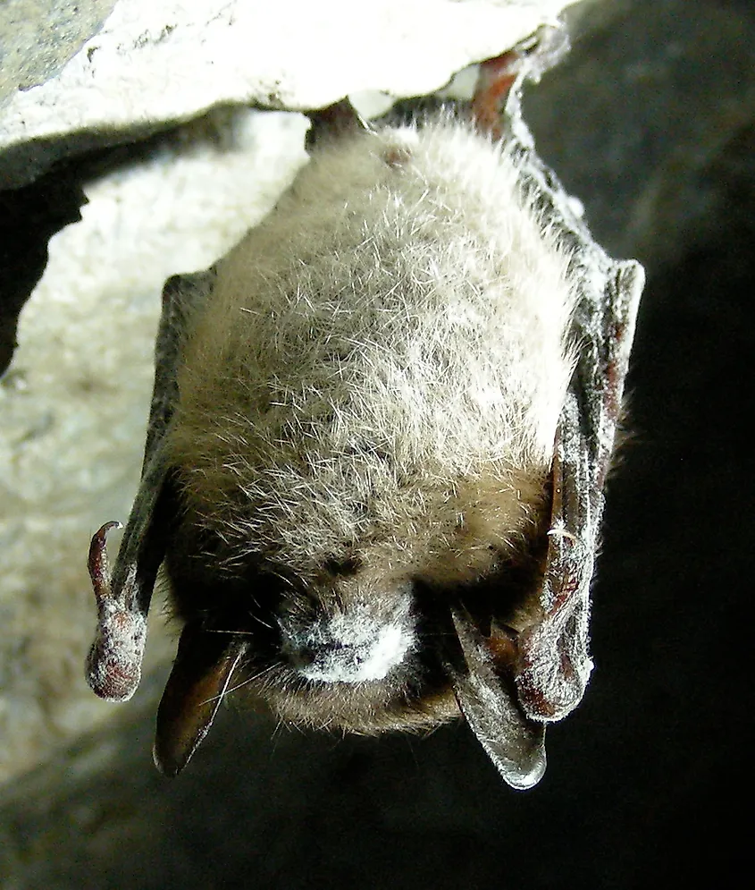A little brown bat with white-nose syndrome.