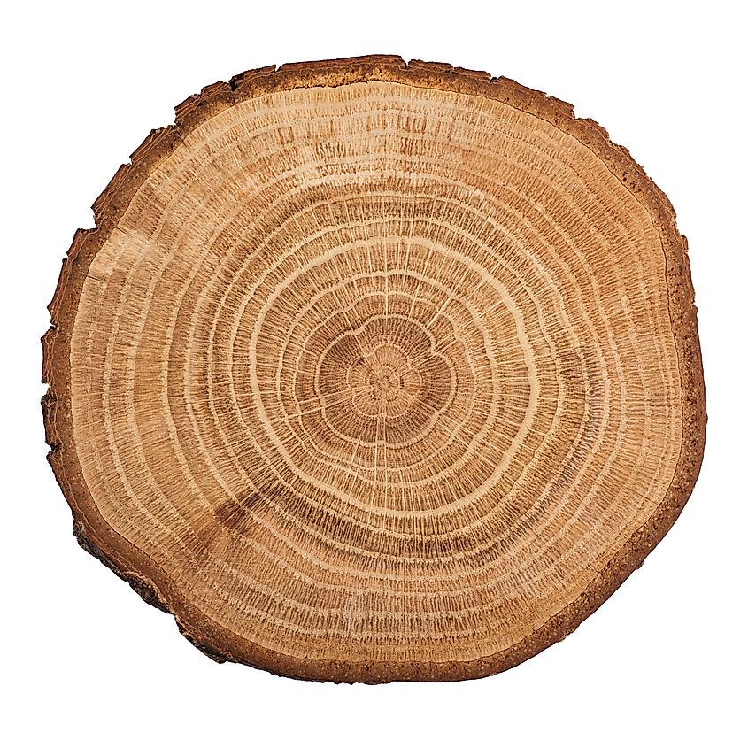 Tree rings