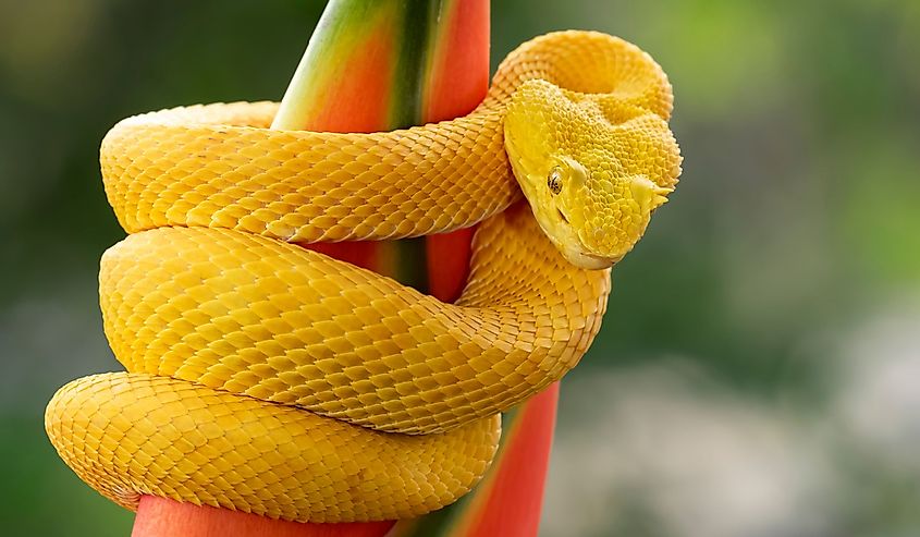 Yellow Eyelash Palm Pitviper snake coiled around a plant in Costa Rica