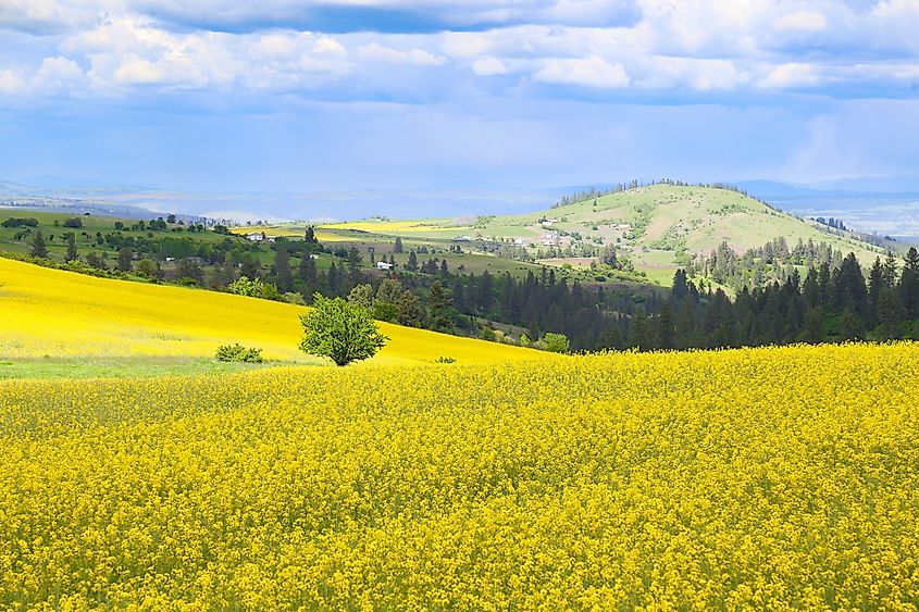 Canola flower fields in Grangeville, Idaho.