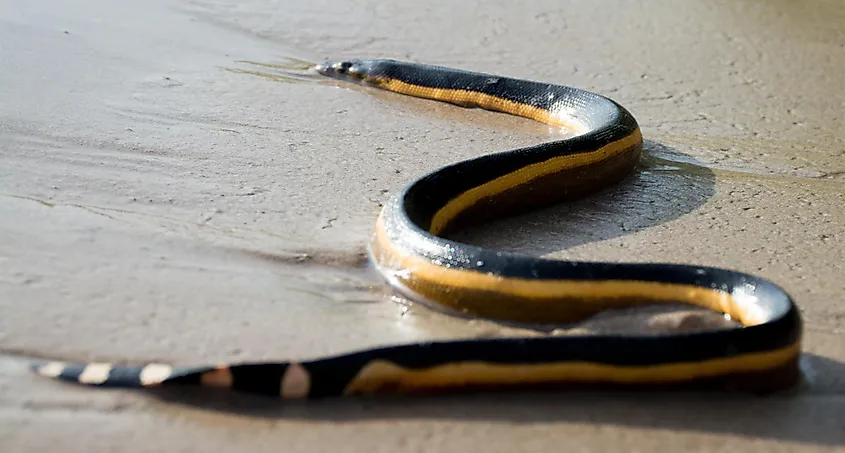 yellow bellied sea snake