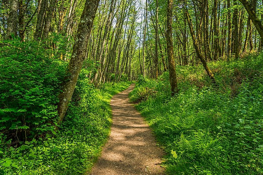 Cougar Mountain Regional Wildland Park, Issaquah, Snoqualmie region